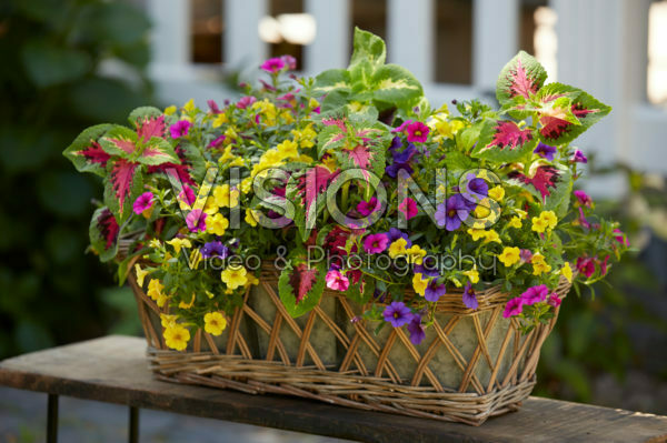 Mixed summer container