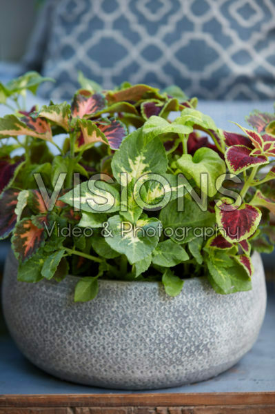 Coleus scutellarioides