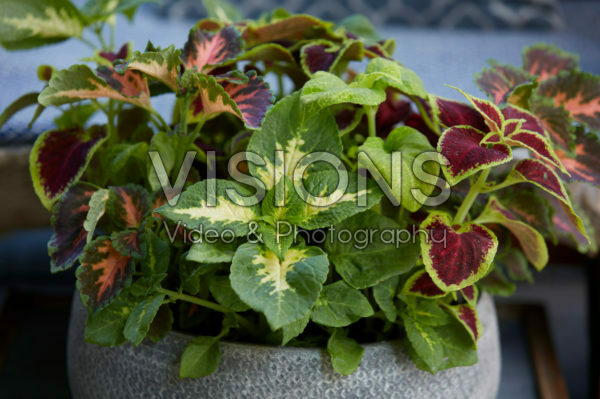 Coleus scutellarioides Coleus scutellarioides