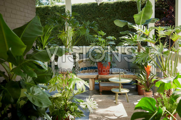 Indoor plant collection Indoor plant collection