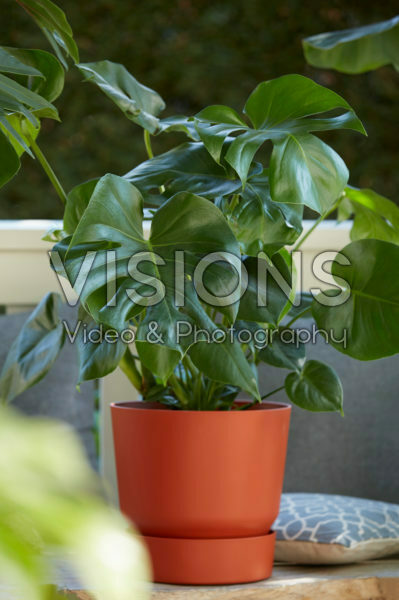 Monstera deliciosa Monstera deliciosa