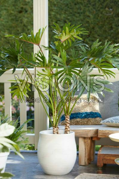 Philodendron Xantal Philodendron Xantal