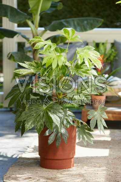 Fatsia japonica Spider's Web