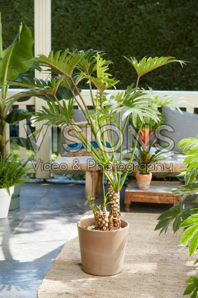 TRENDY INDOOR PLANTS
