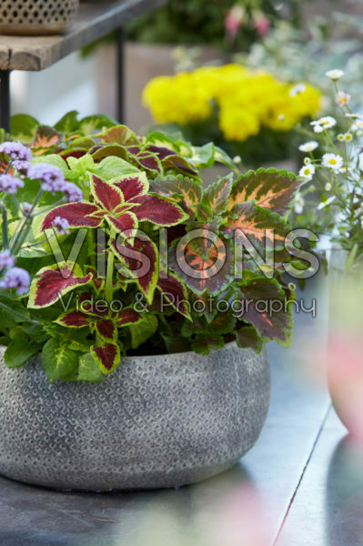 Coleus scutellarioides