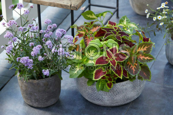  Verbena bonariensis, Coleus scutellarioides