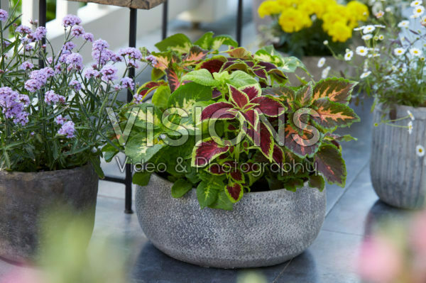  Verbena bonariensis, Coleus scutellarioides