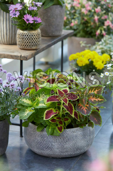 Coleus scutellarioides Coleus scutellarioides