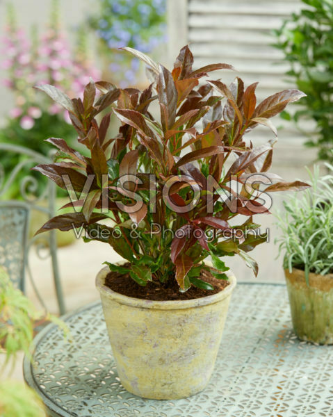 Viburnum odoratissimum Coppertop Viburnum odoratissimum Coppertop