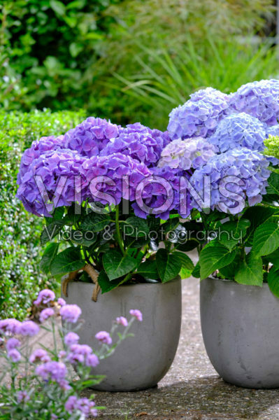 Hydrangea Multi-Double by Magical® Pump Up The Blue, Purple Blue Fiction