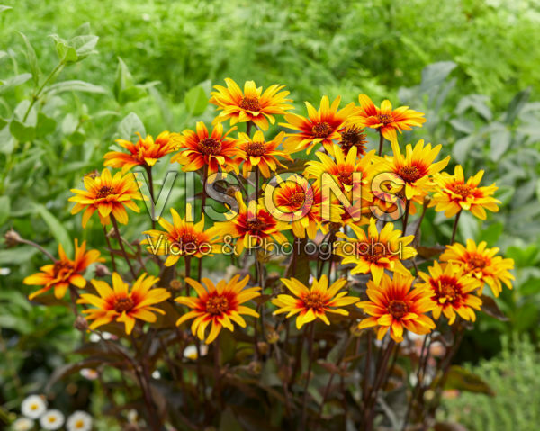 Heliopsis helianthoides Burning Hearts Heliopsis helianthoides Burning Hearts