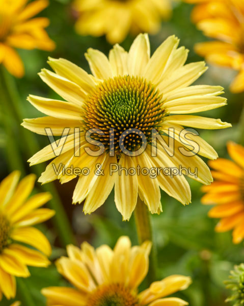 Echinacea Mellow Yellow Echinacea Mellow Yellow