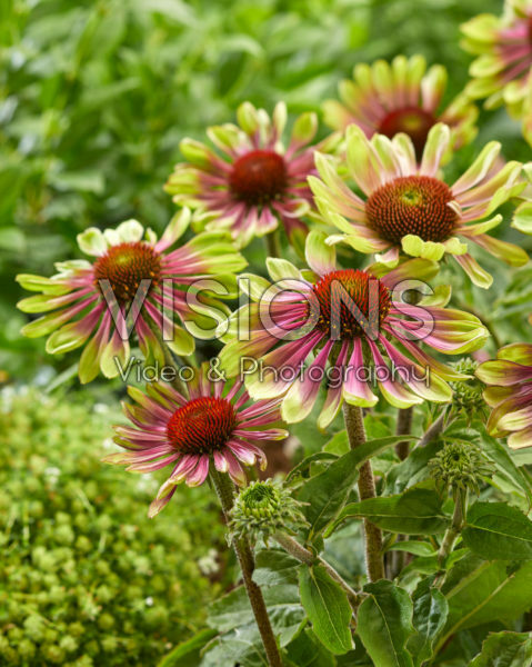 Echinacea purpurea Green Twister