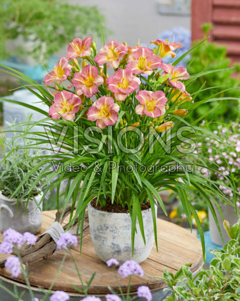Hemerocallis Pitoya Icefall