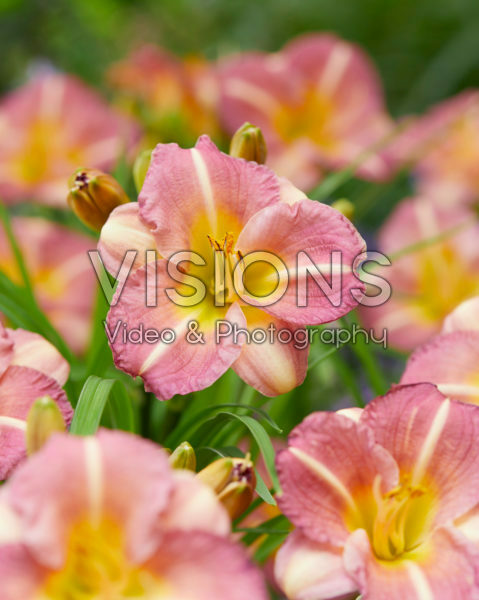 Hemerocallis Pitoya Icefall Hemerocallis Pitoya Icefall