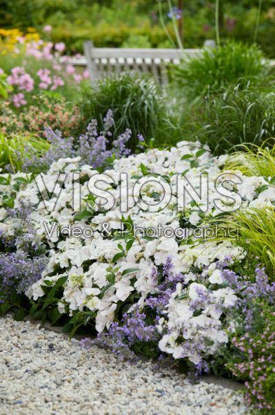 Hydrangea Runaway Bride® Hydrangea Runaway Bride®
