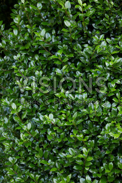 Ilex x meserveae Heckenstar ®