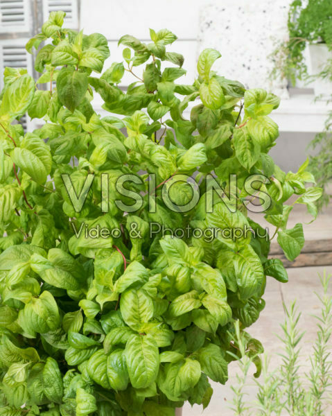 Weigela florida Lime Monster Weigela florida Lime Monster