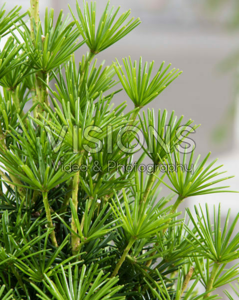 Sciadopitys verticillata Green Diamond Sciadopitys verticillata Green Diamond