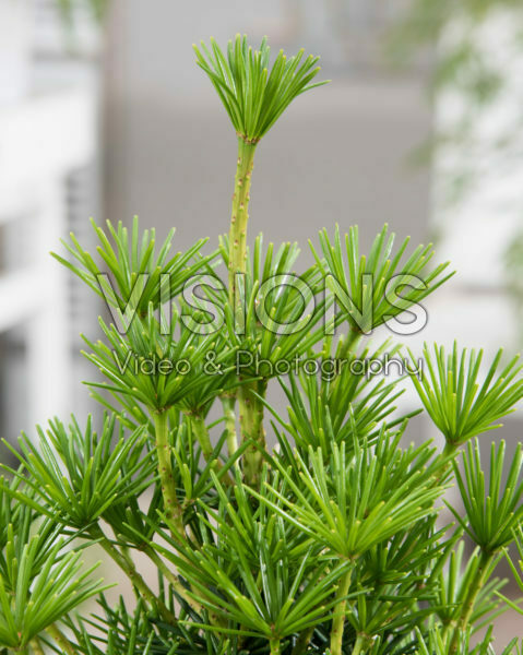 Sciadopitys verticillata Green Diamond