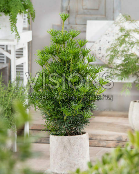 Sciadopitys verticillata Green Diamond Sciadopitys verticillata Green Diamond