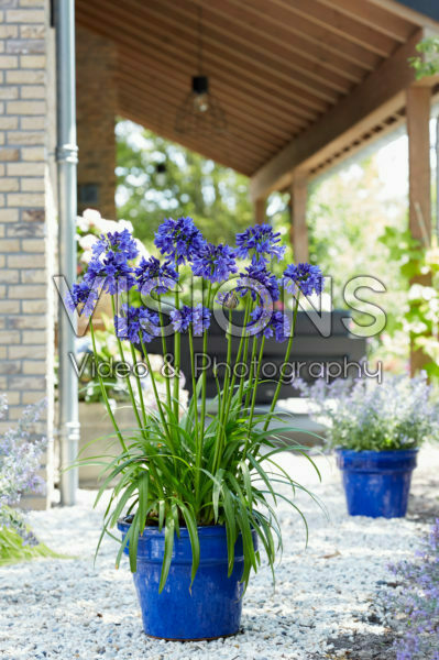 Agapanthus Blue Thunder