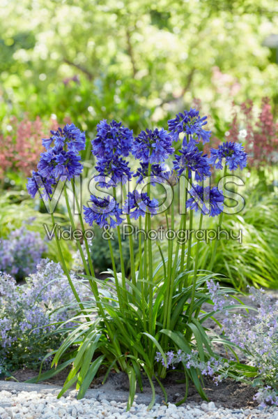 Agapanthus Blue Thunder