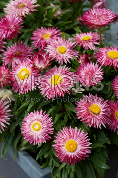 Bracteantha Sunbrella Magenta Bracteantha Sunbrella Magenta