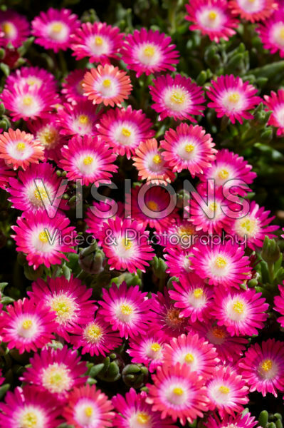 Delosperma Jewel of Desert Amethyst Delosperma Jewel of Desert Amethyst