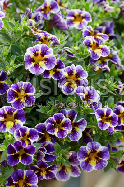 Calibrachoa Superbells® Holy Smokes! Calibrachoa Superbells® Holy Smokes!