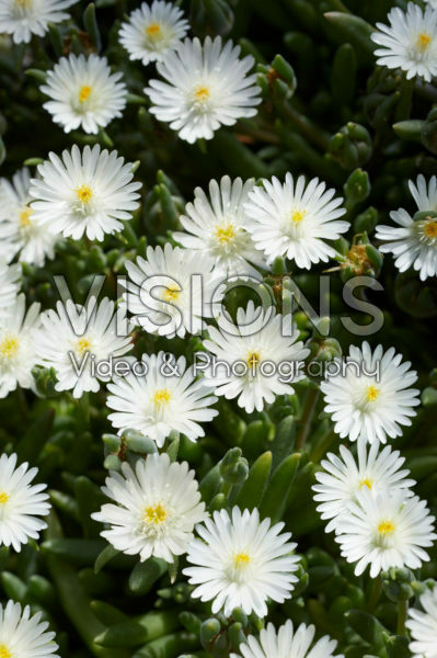 Delosperma Jewel of Desert Moon Stone Delosperma Jewel of Desert Moon Stone