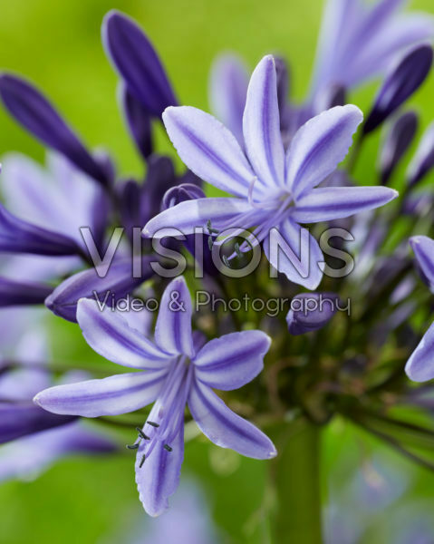 Agapanthus Navy Blue