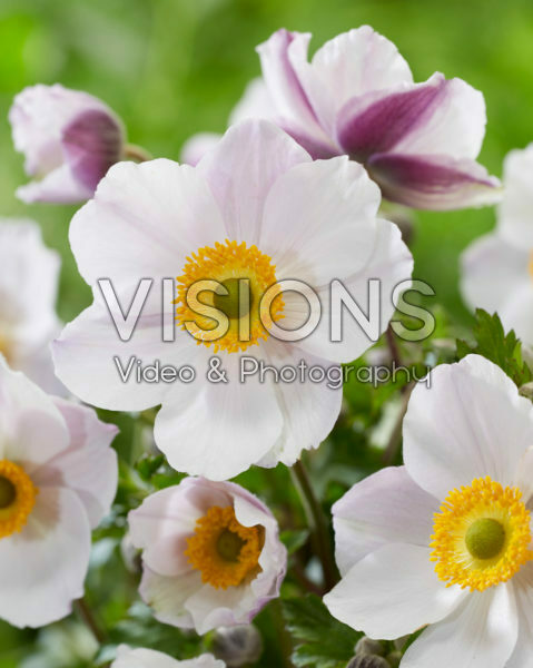 Anemone Wild Swan Anemone Wild Swan