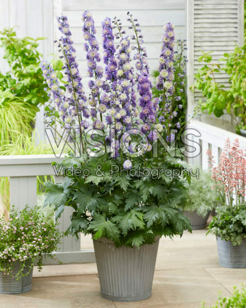 Delphinium Bolero