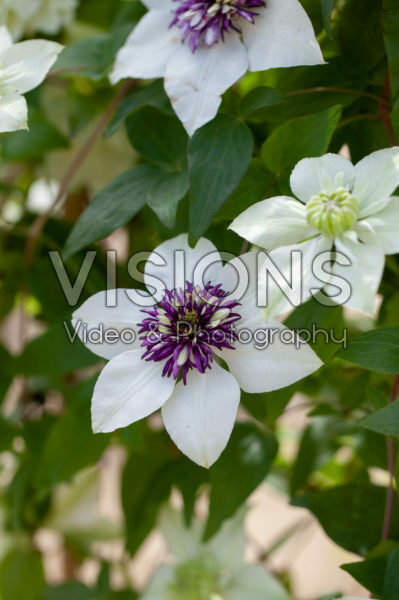 Clematis florida var. flore-pleno, Clematis florida var. sieboldiana Clematis florida var. flore-pleno, Clematis florida var. sieboldiana