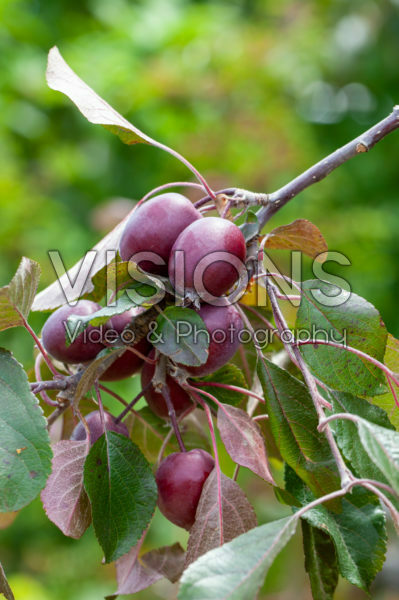 Malus domestica Redlove Calypso Malus domestica Redlove Calypso