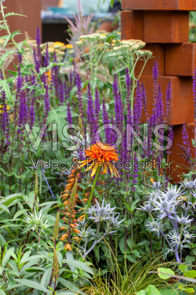 Summer border Summer border