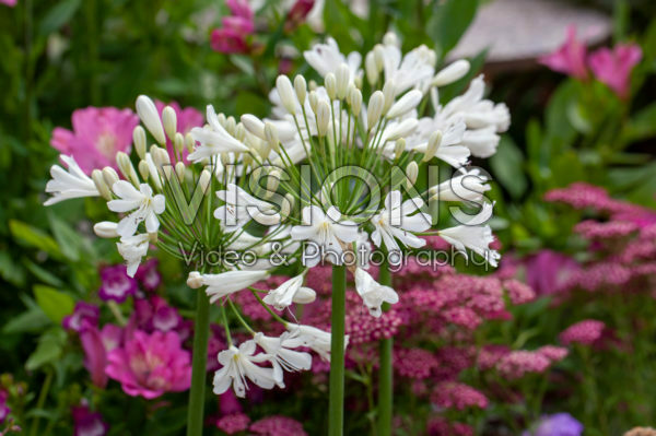 Agapanthus Snow Crystal