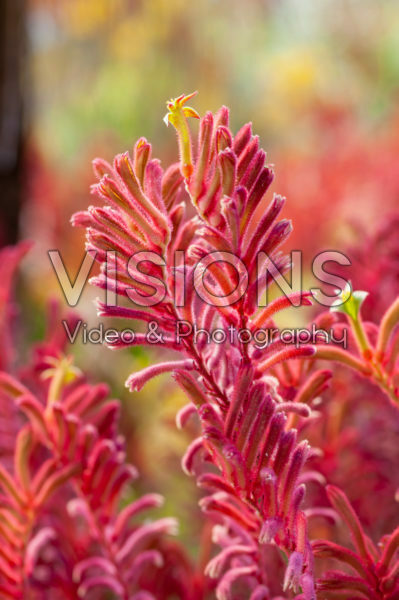 Anigozanthos red