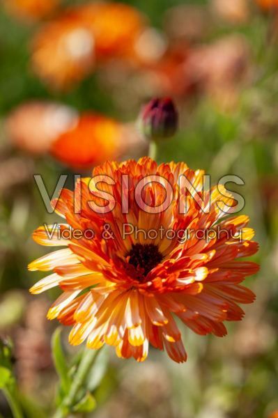 Calendula officinalis Touch of Red