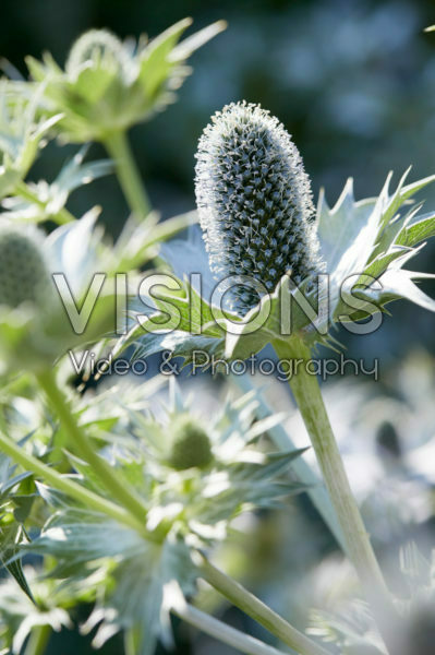 Eryngium giganteum Silver Ghost