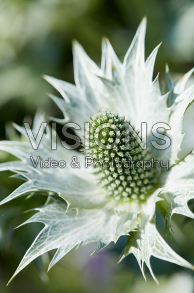 Eryngium giganteum Silver Ghost