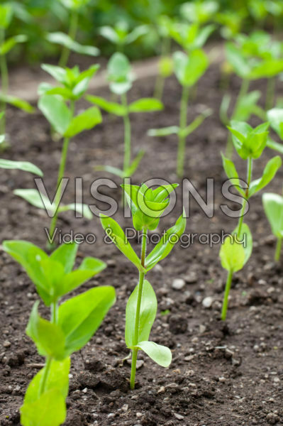 Vegetable seedlings Vegetable seedlings