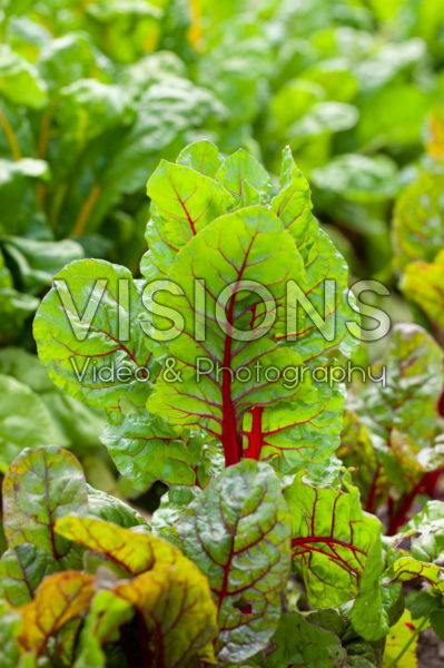 Beta vulgaris Rhubarb Chard Beta vulgaris Rhubarb Chard