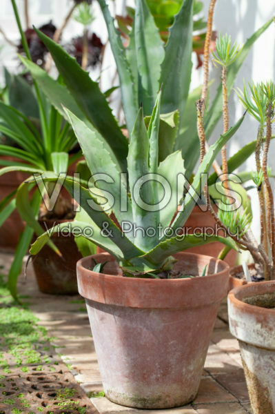 Agave on pot