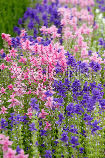 Salvia viridis Salvia viridis