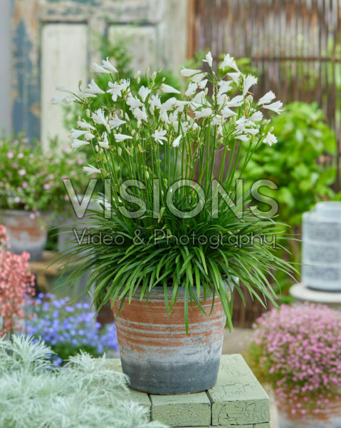 Agapanthus White Baby