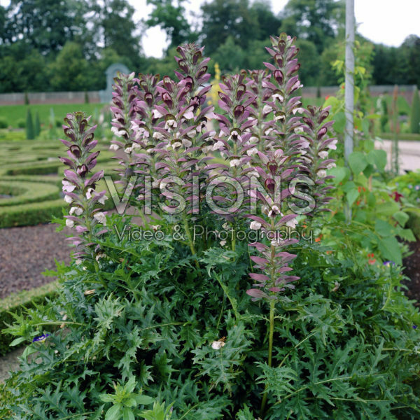 Acanthus spinosus Acanthus spinosus