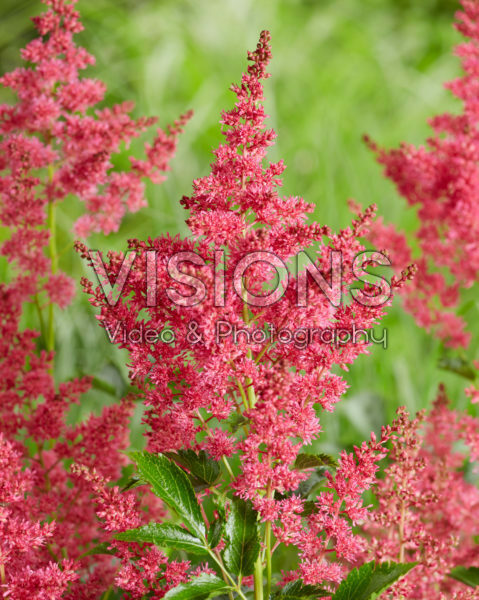Astilbe Younique Ruby Red