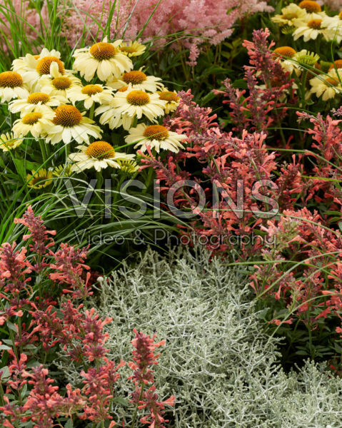 Perennial mix